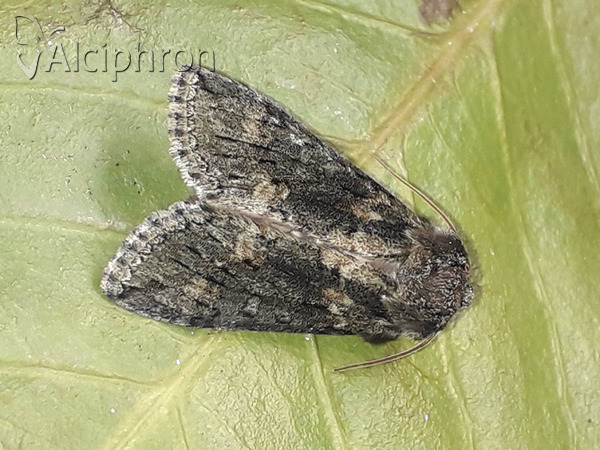 Polyploca ridens