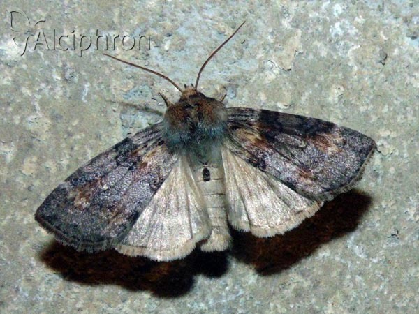 Cymatophorina diluta
