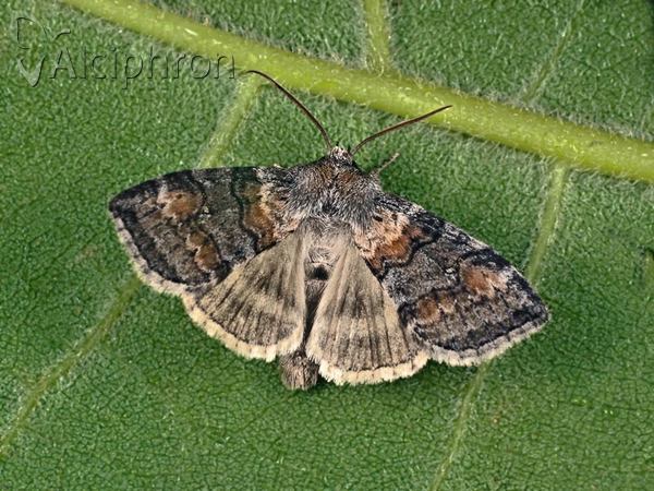 Cymatophorina diluta
