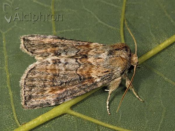 Cymatophorina diluta