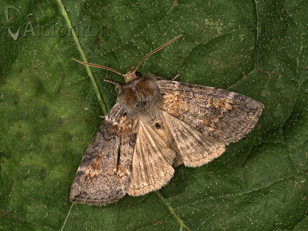 Cymatophorina diluta
