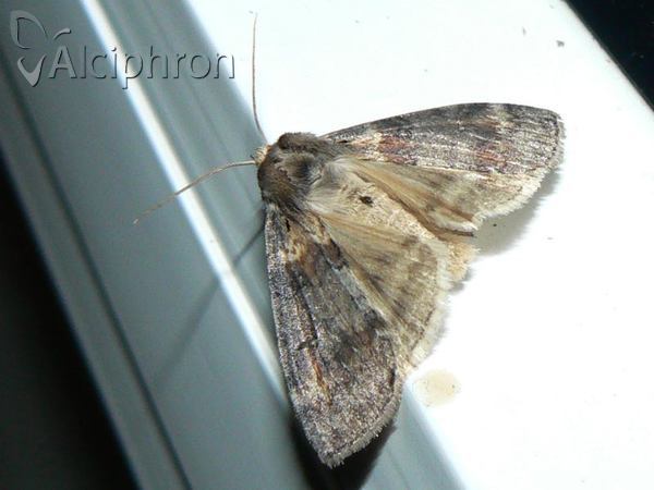 Cymatophorina diluta