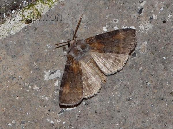 Cymatophorina diluta