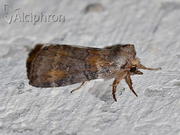 Cymatophorina diluta