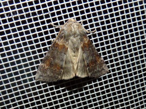 Cymatophorina diluta
