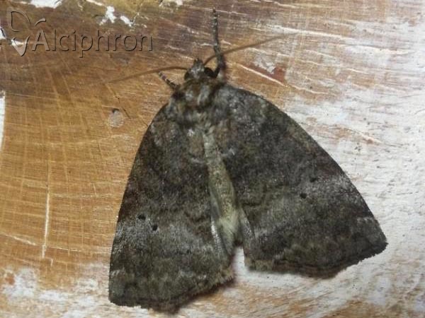 Ochropacha duplaris