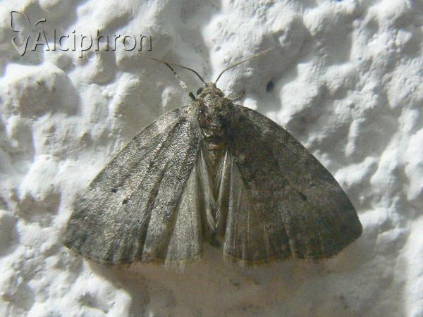 Ochropacha duplaris