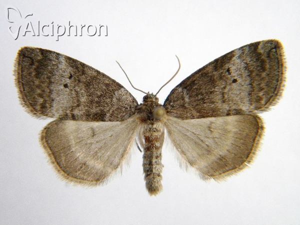 Ochropacha duplaris