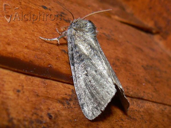 Ochropacha duplaris