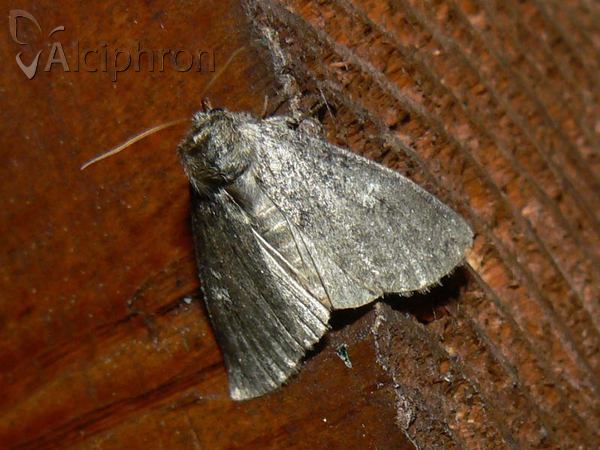 Ochropacha duplaris