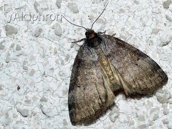 Ochropacha duplaris