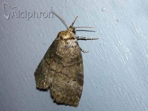 Ochropacha duplaris