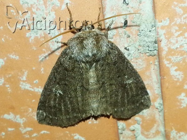 Ochropacha duplaris