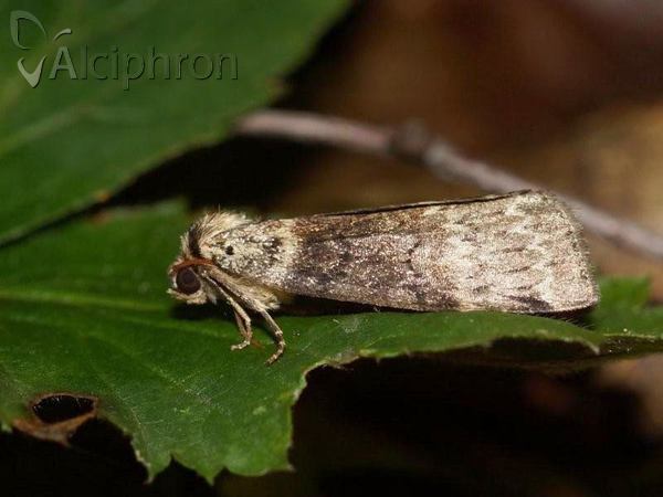 Tetheella fluctuosa