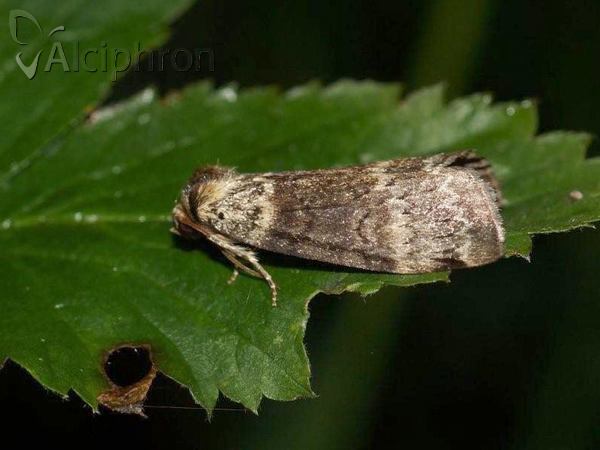 Tetheella fluctuosa