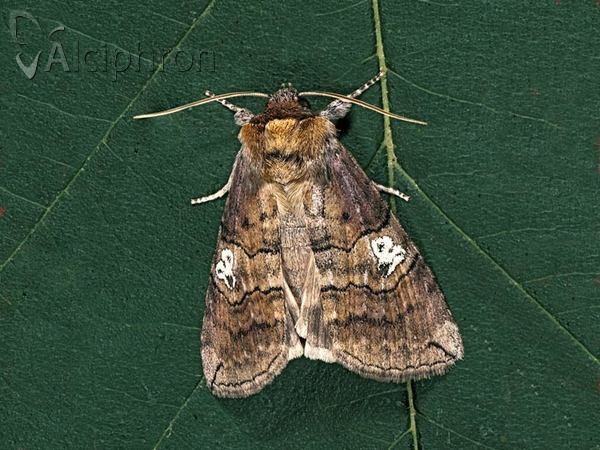 Tethea ocularis