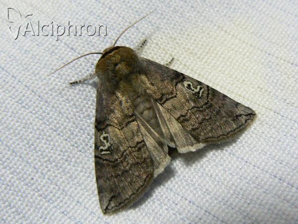 Tethea ocularis