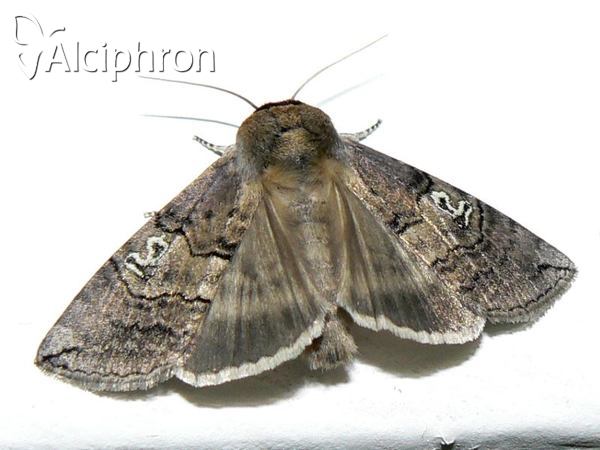 Tethea ocularis
