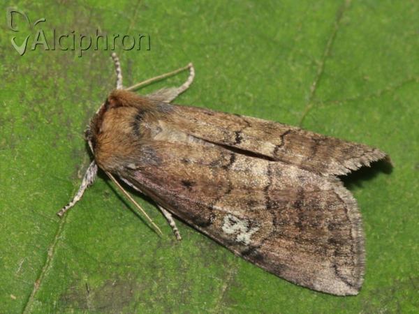 Tethea ocularis