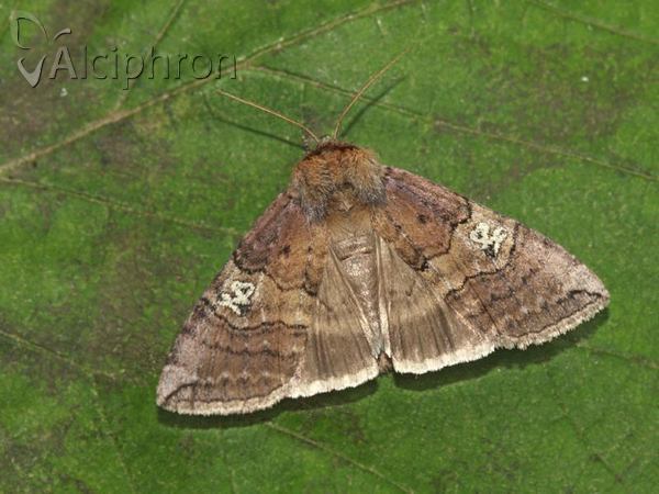 Tethea ocularis