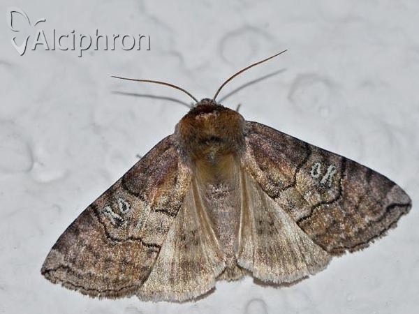 Tethea ocularis