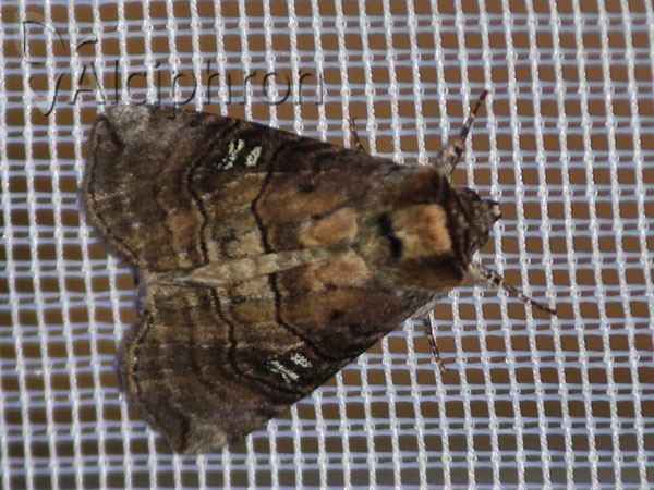 Tethea ocularis