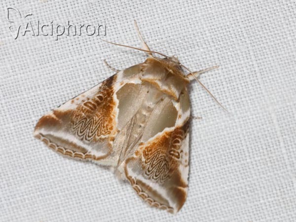 Habrosyne pyritoides
