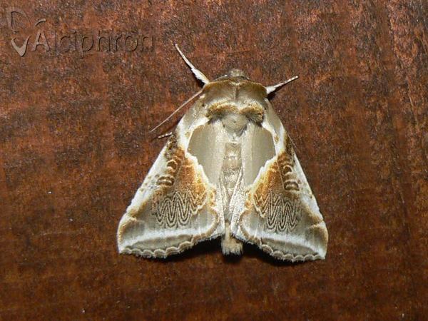Habrosyne pyritoides