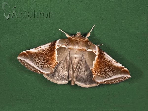 Habrosyne pyritoides