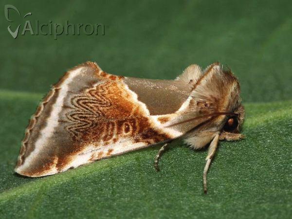 Habrosyne pyritoides