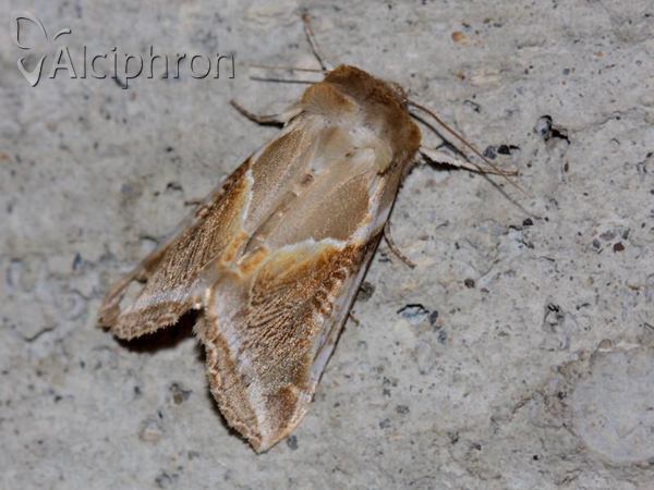 Habrosyne pyritoides