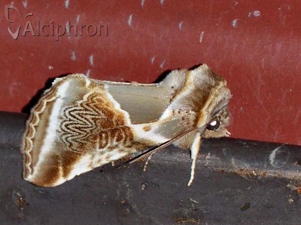 Habrosyne pyritoides