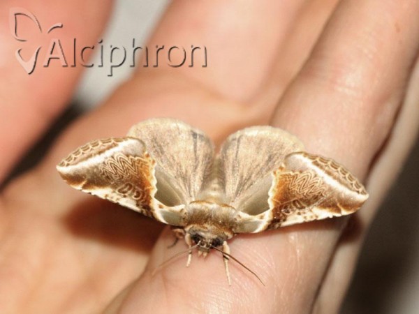 Habrosyne pyritoides