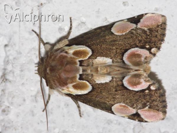Thyatira batis