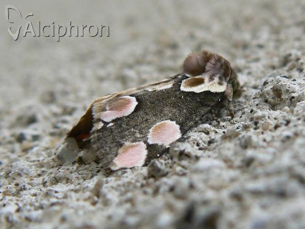 Thyatira batis