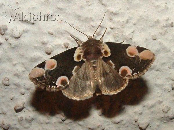 Thyatira batis