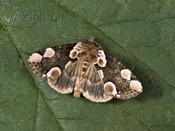 Thyatira batis