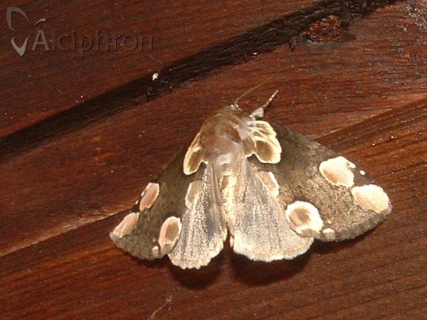 Thyatira batis