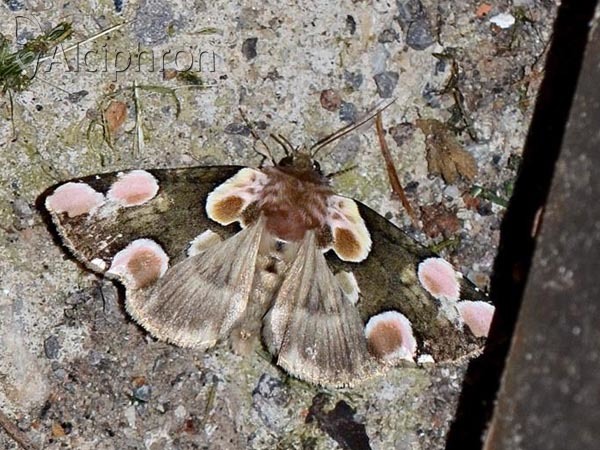 Thyatira batis