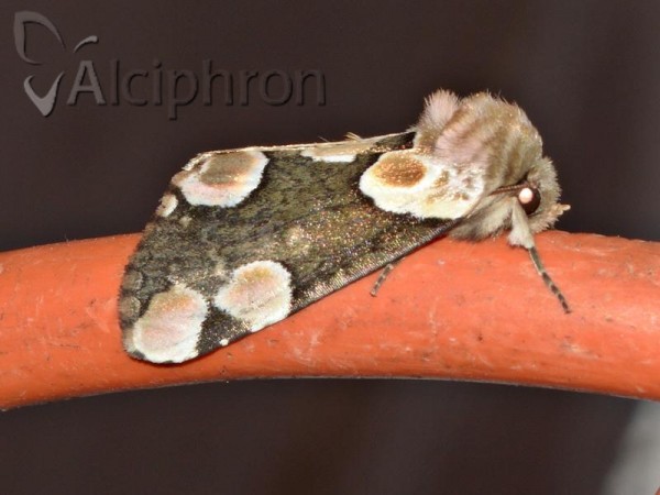 Thyatira batis