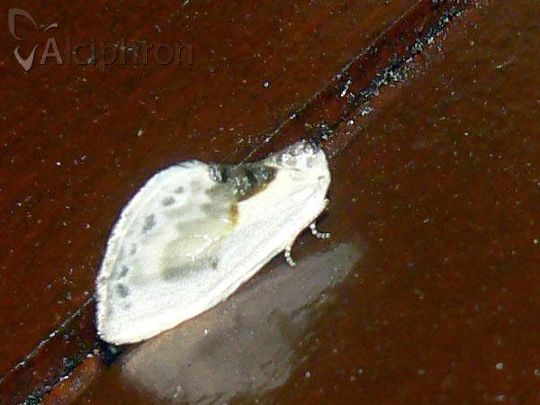 Cilix glaucata