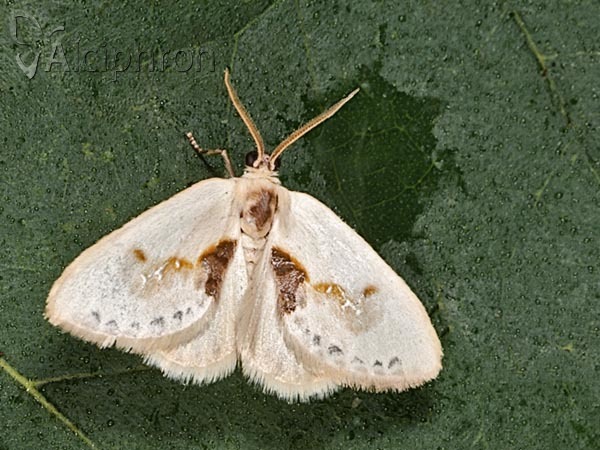 Cilix glaucata