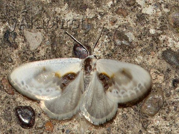 Cilix glaucata