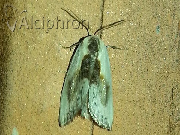 Cilix glaucata