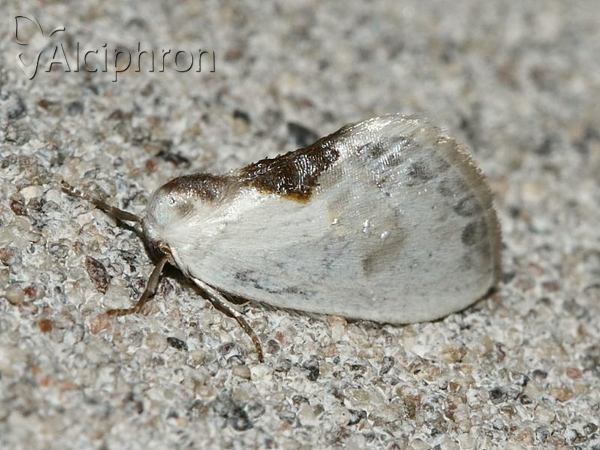 Cilix glaucata