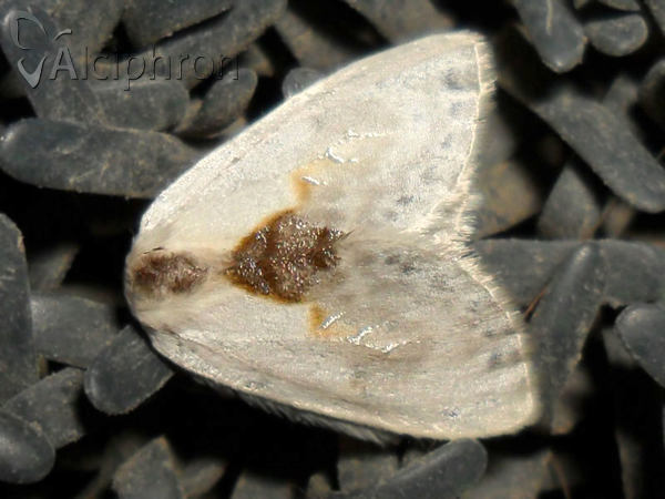 Cilix glaucata