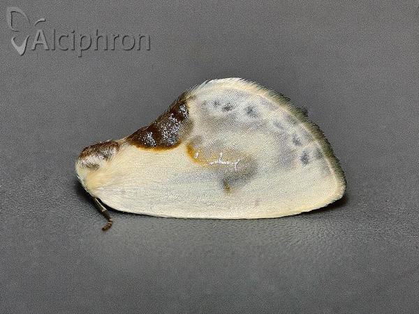 Cilix glaucata