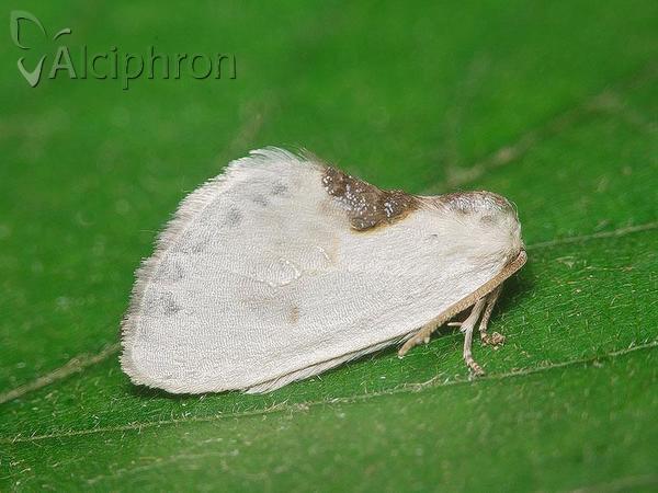 Cilix glaucata