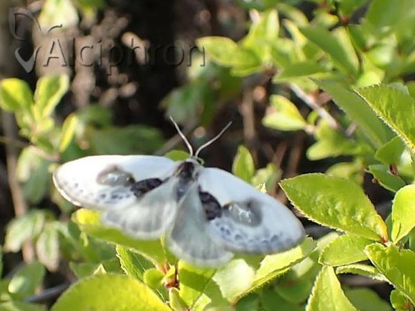 Cilix glaucata