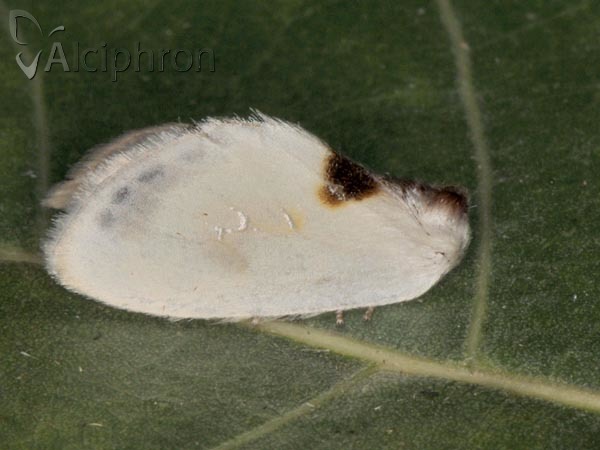 Cilix asiatica